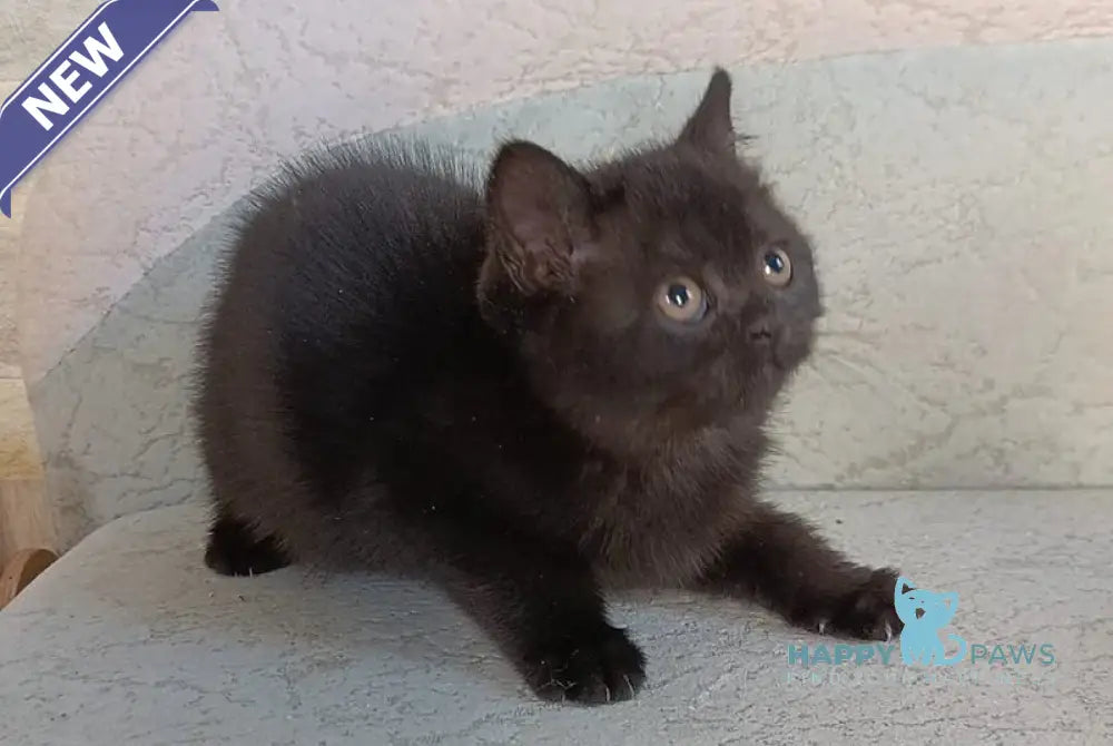 Electra British Shorthair female black live animals