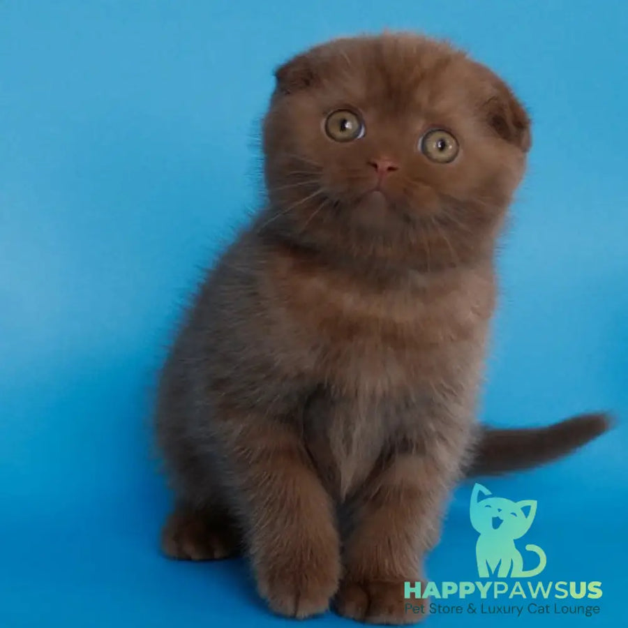 Electra Scottish Fold female cinnamon - live animals