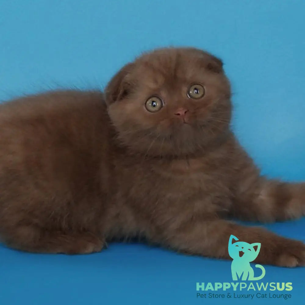 Electra Scottish Fold female cinnamon - live animals