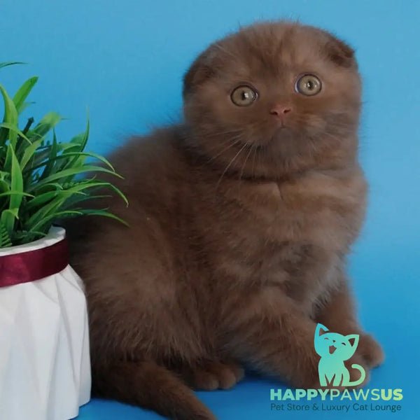 Electra Scottish Fold female cinnamon - live animals