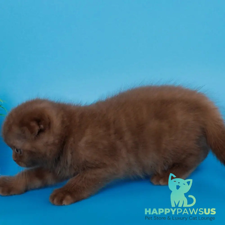 Electra Scottish Fold female cinnamon - live animals