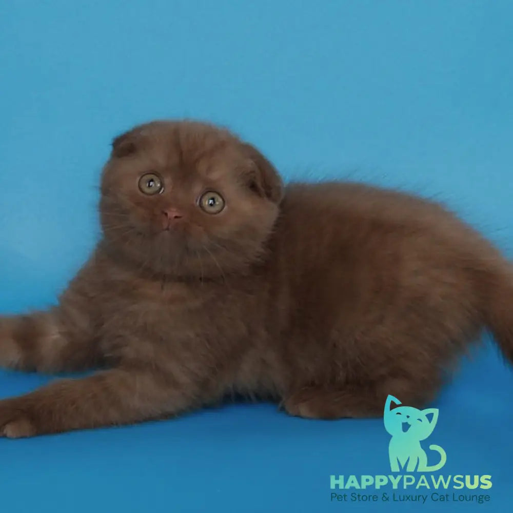 Electra Scottish Fold female cinnamon - live animals