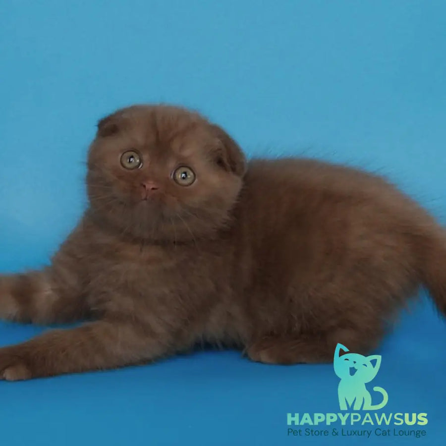 Electra Scottish Fold female cinnamon - live animals
