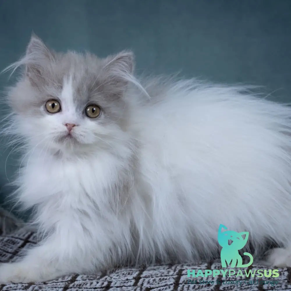 Elektra Selkirk Rex female lilac harlequin - live animals