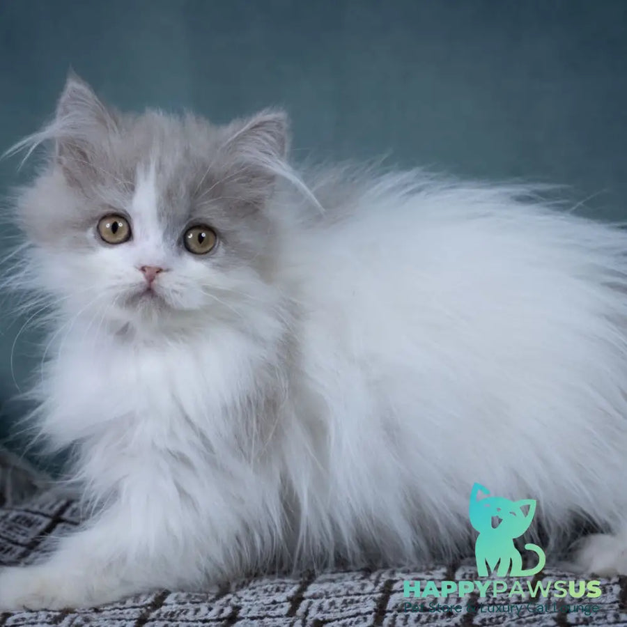 Elektra Selkirk Rex female lilac harlequin - live animals