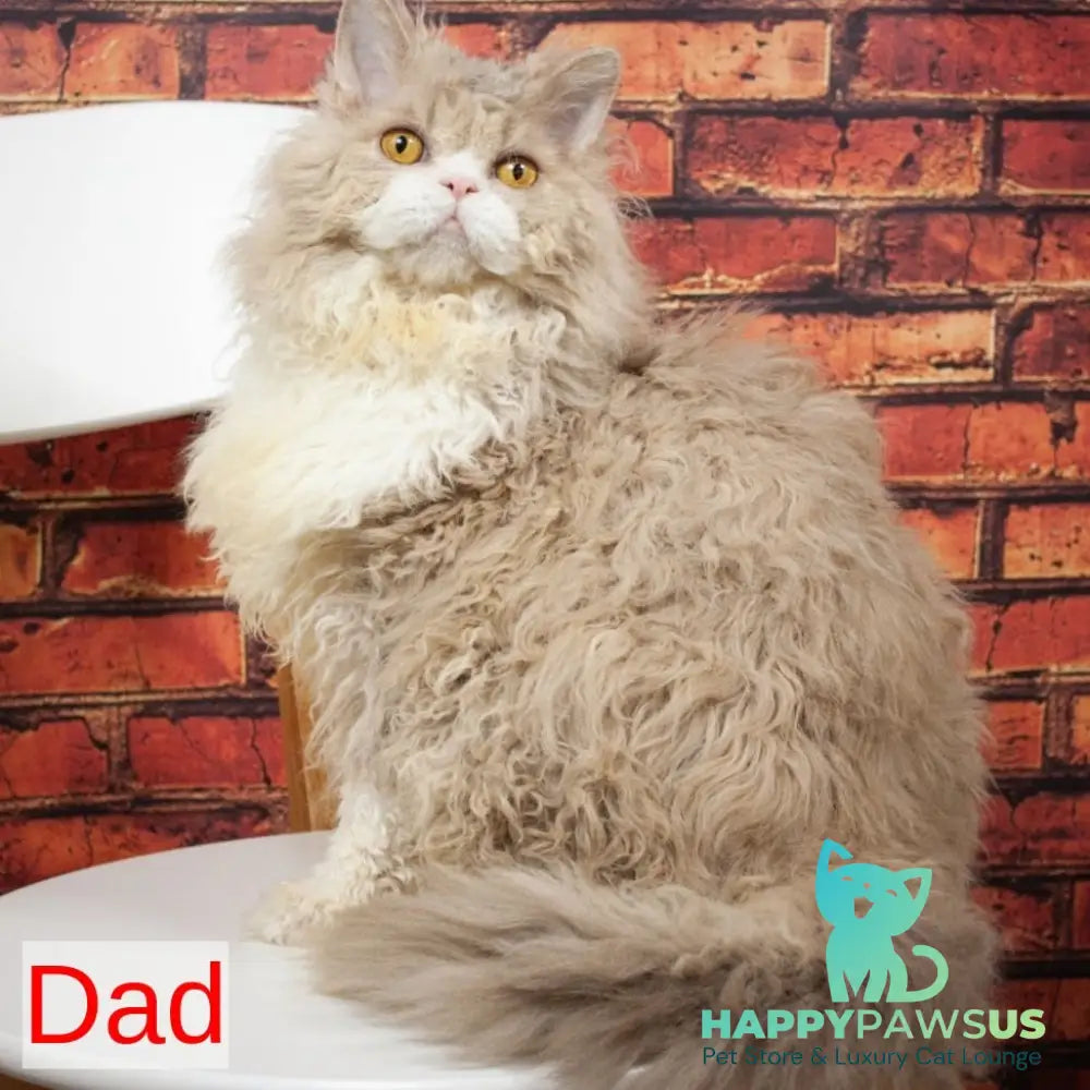 Elektra Selkirk Rex female lilac harlequin - live animals