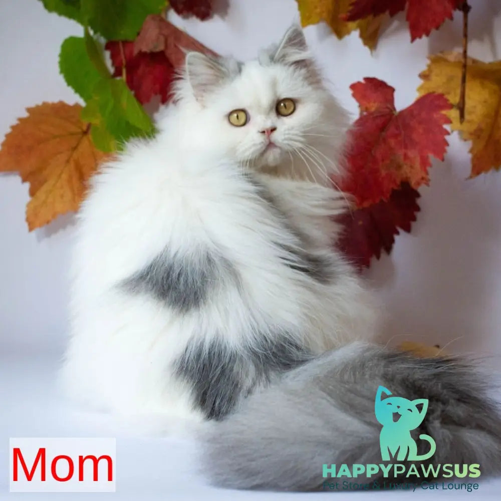 Elektra Selkirk Rex female lilac harlequin - live animals