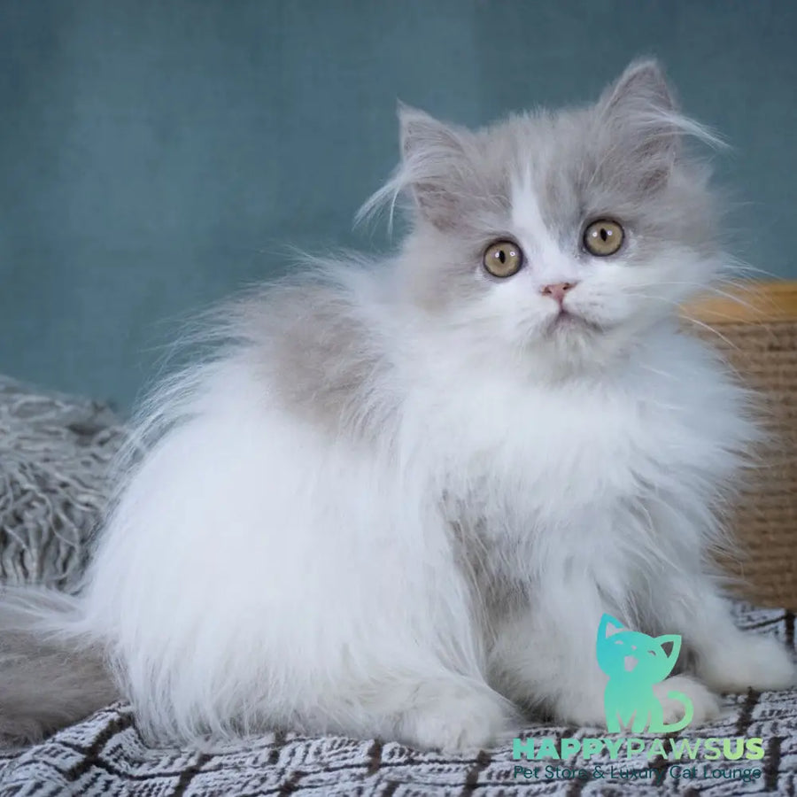 Elektra Selkirk Rex female lilac harlequin - live animals