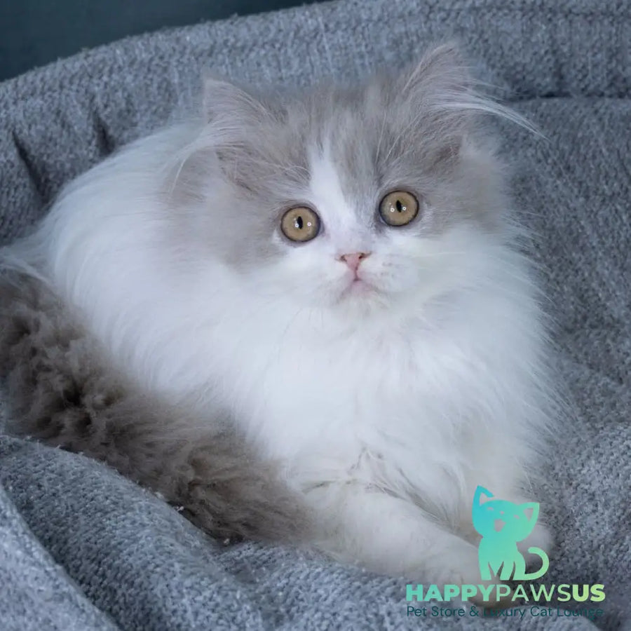 Elektra Selkirk Rex female lilac harlequin - live animals