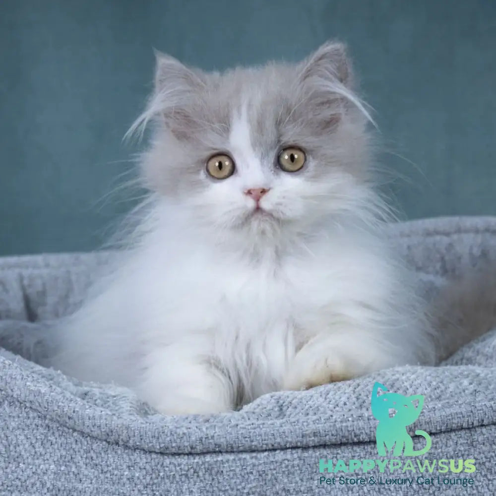 Elektra Selkirk Rex female lilac harlequin - live animals