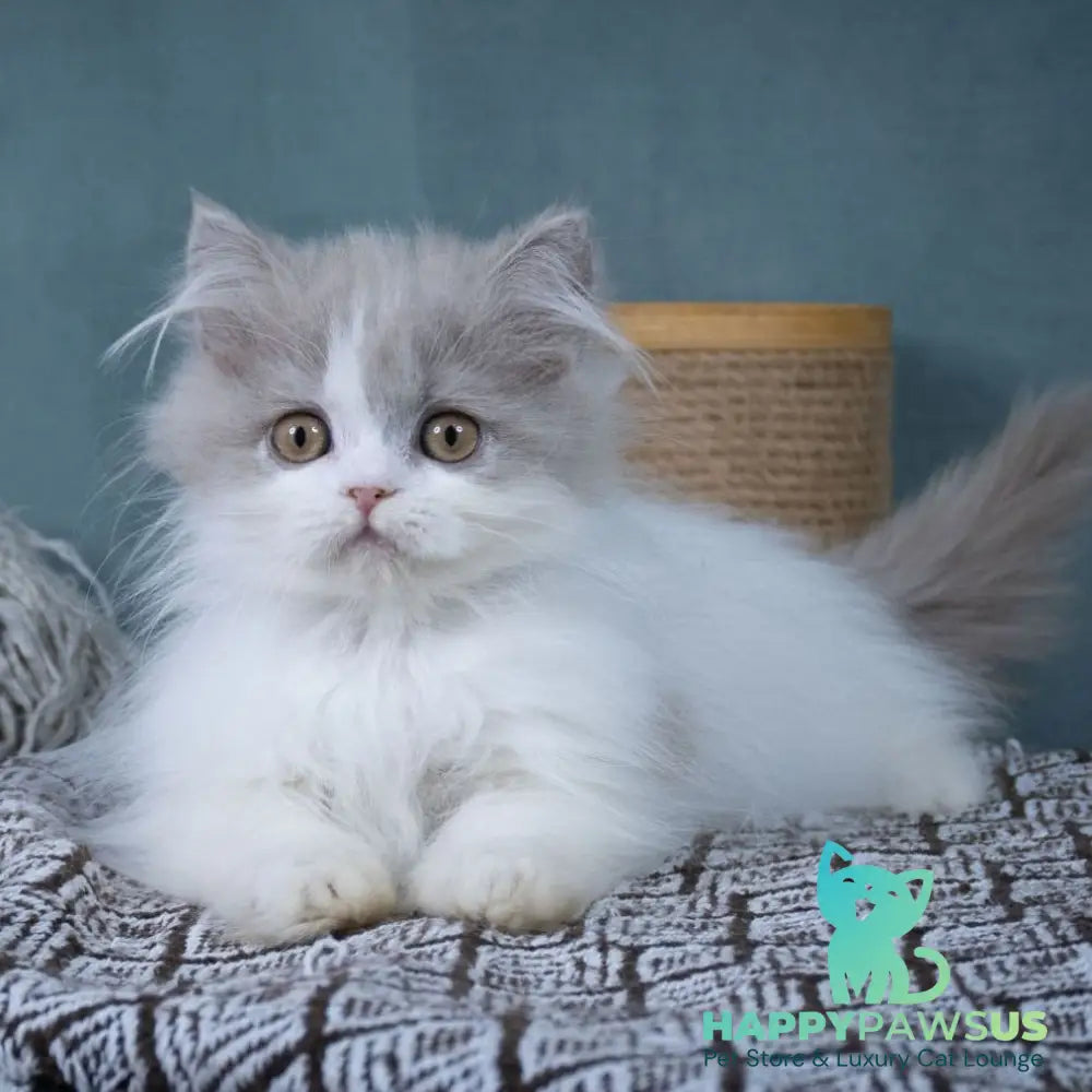 Elektra Selkirk Rex female lilac harlequin - live animals