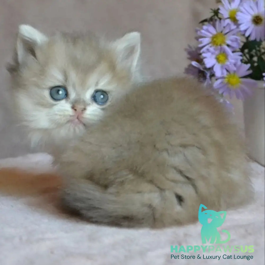 Elensis British Longhair female blue golden shaded - live animals