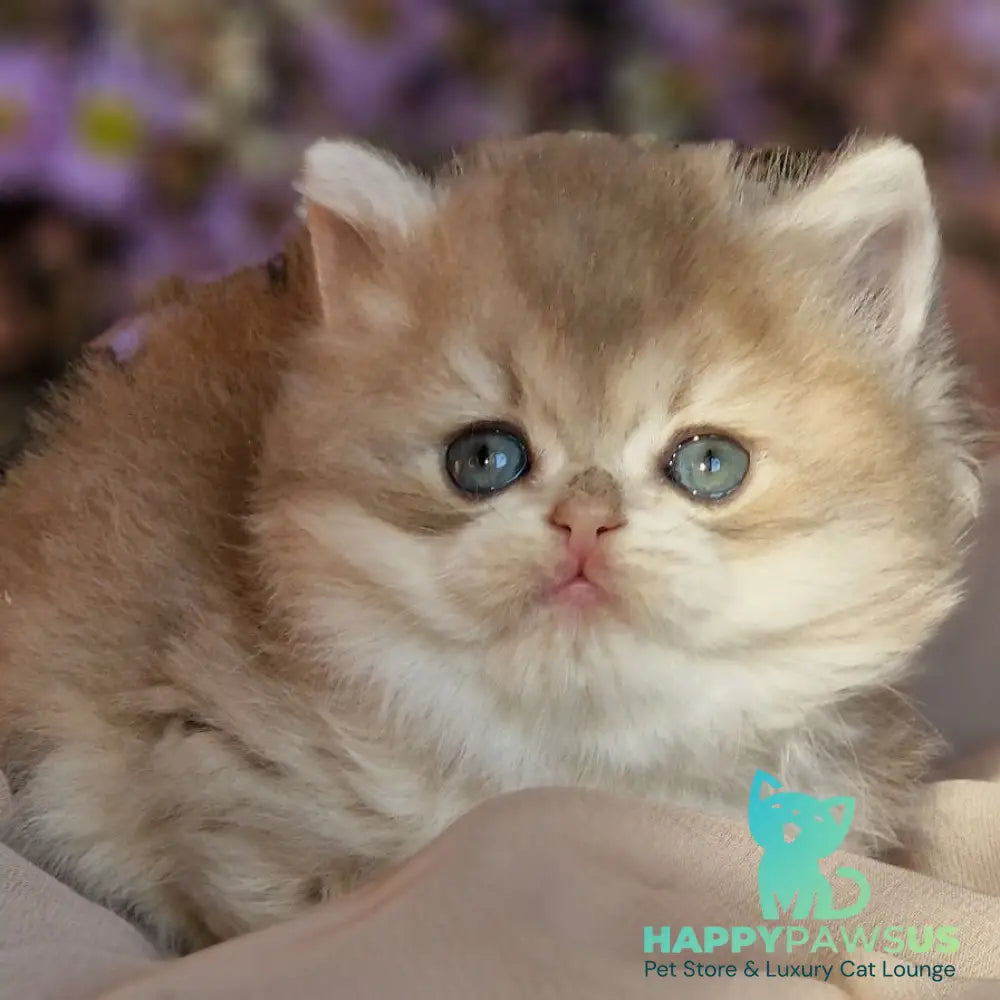 Elensis British Longhair female blue golden shaded - live animals
