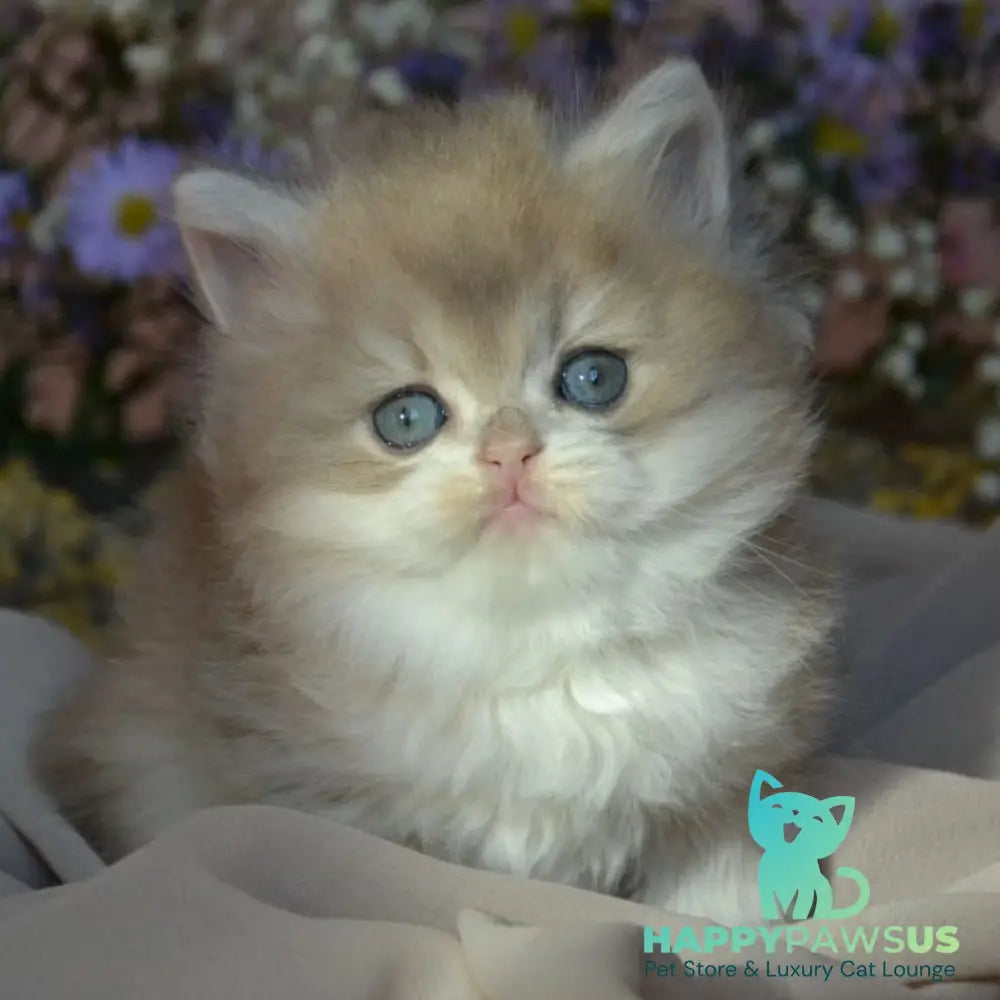 Elensis British Longhair female blue golden shaded - live animals
