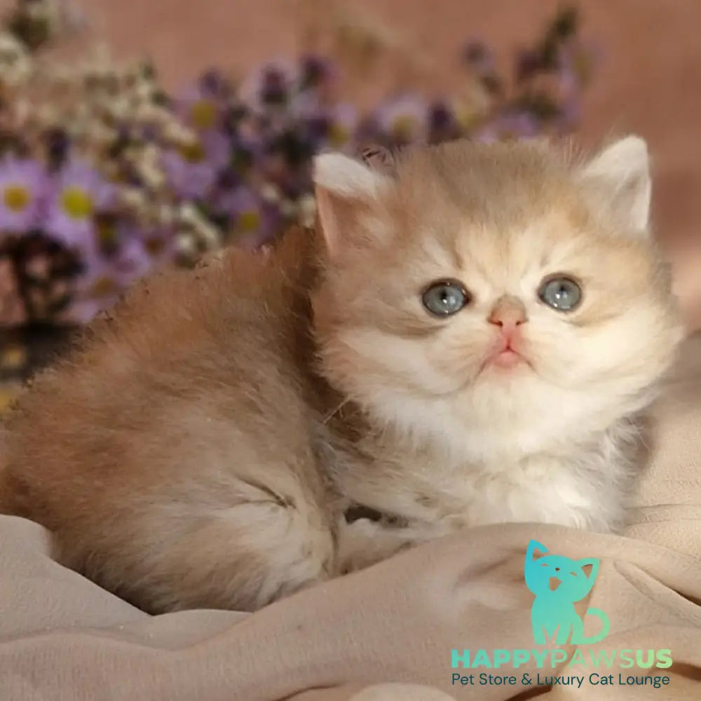 Elensis British Longhair female blue golden shaded - live animals