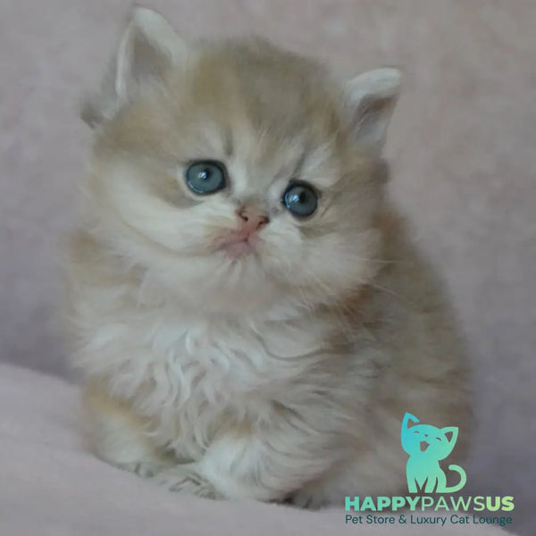 Elensis British Longhair female blue golden shaded - live animals