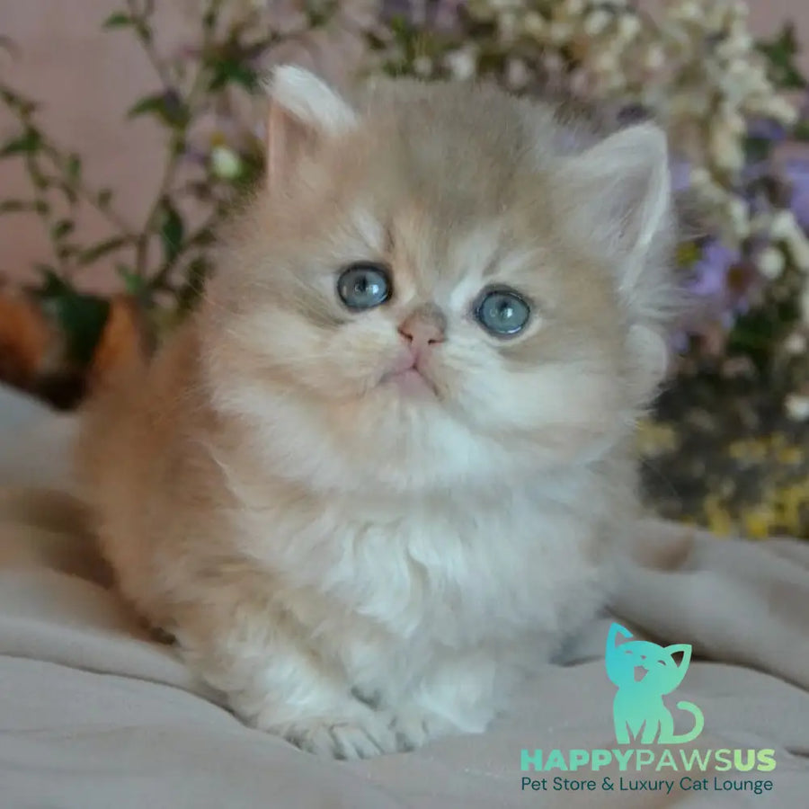 Elensis British Longhair female blue golden shaded - live animals