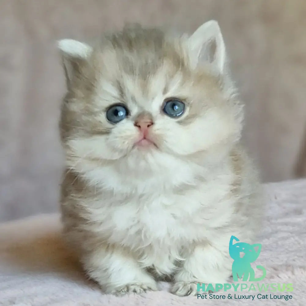 Elensis British Longhair female blue golden shaded - live animals