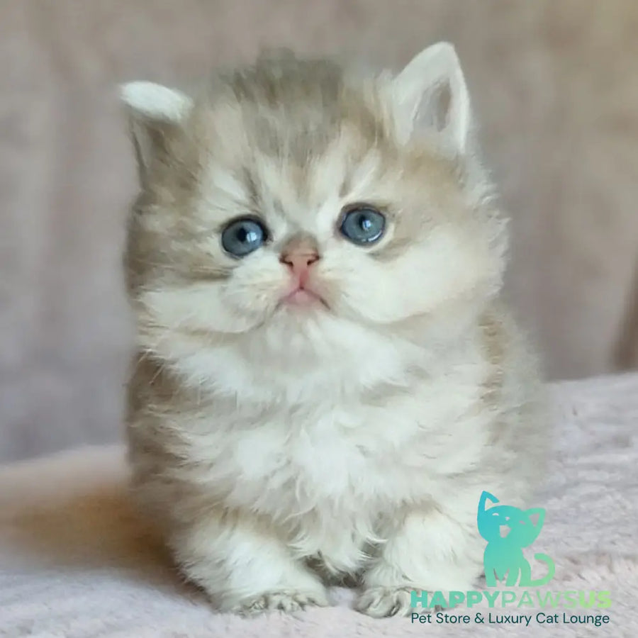 Elensis British Longhair female blue golden shaded - live animals