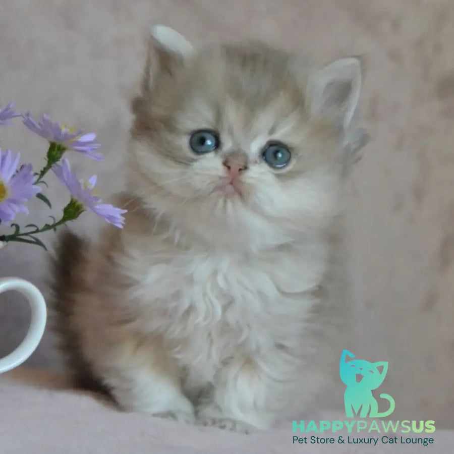 Elensis British Longhair female blue golden shaded - live animals