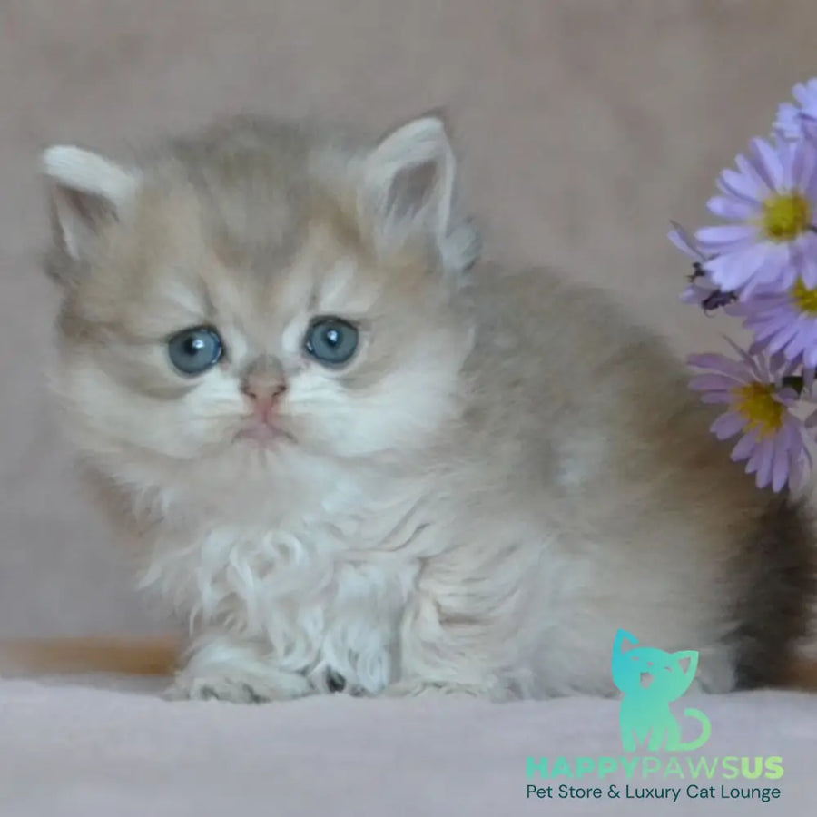 Elensis British Longhair female blue golden shaded - live animals