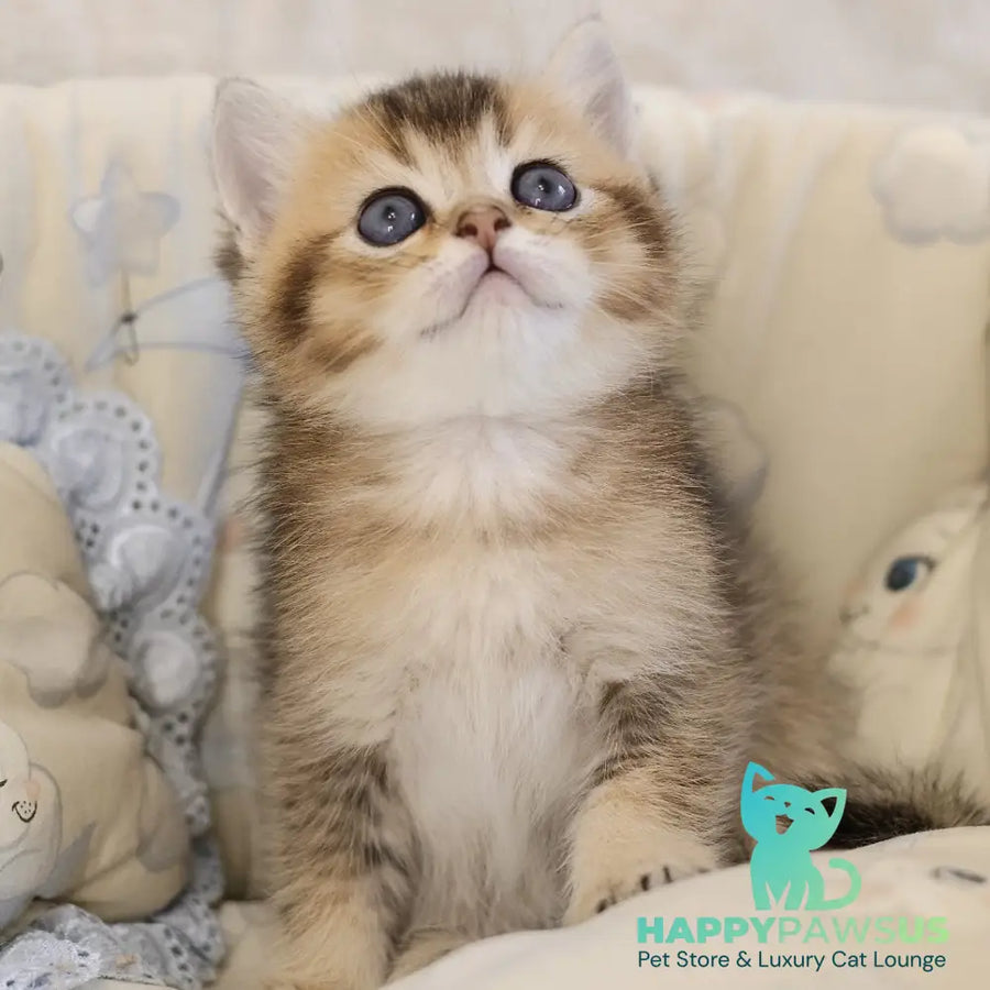 Eleon Scottish Straight male black golden ticked tabby - live animals