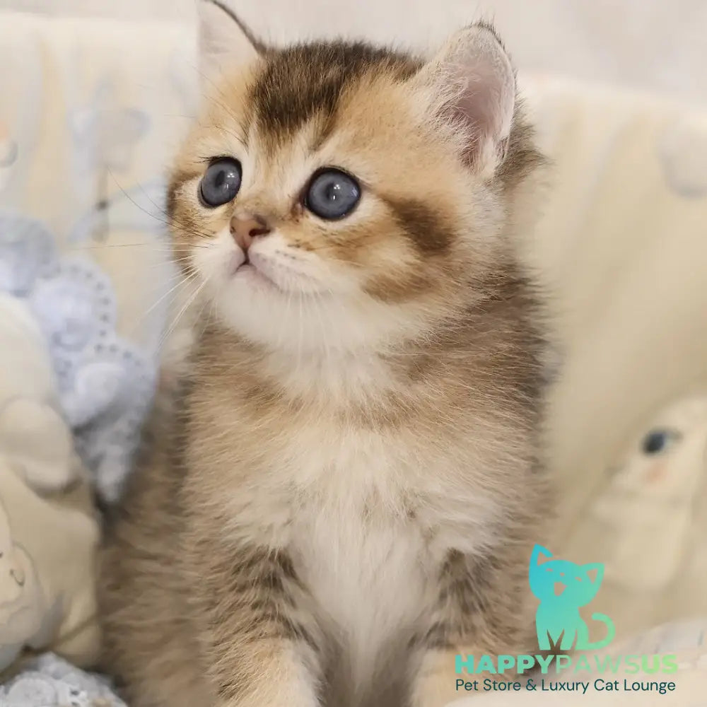 Eleon Scottish Straight male black golden ticked tabby - live animals