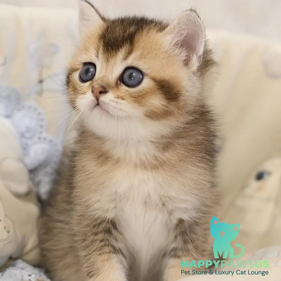 Eleon Scottish Straight male black golden ticked tabby - live animals