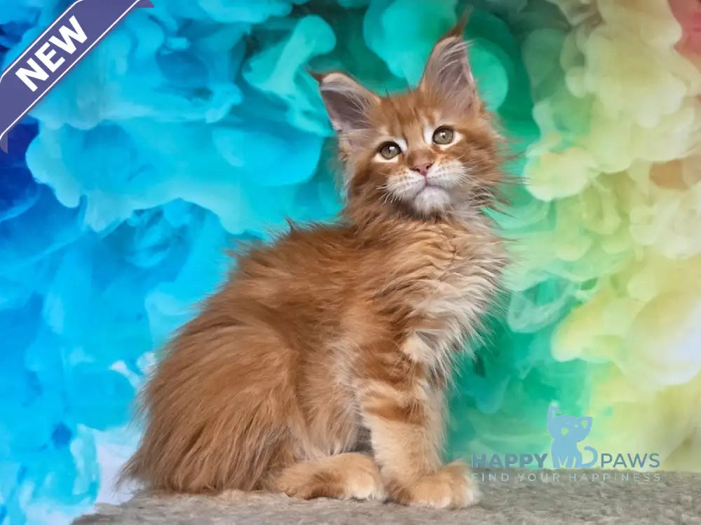 Elets Maine Coon male red ticked tabby live animals