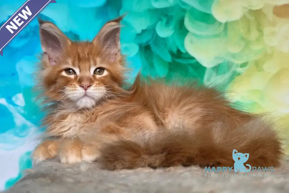 Elets Maine Coon male red ticked tabby live animals