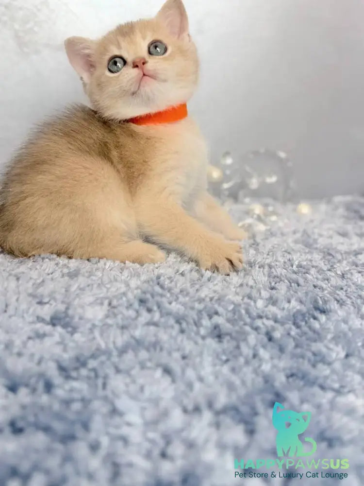 Eley Scottish Straight male blue golden shaded - live animals