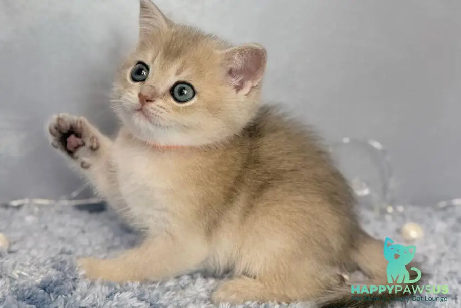 Eley Scottish Straight male blue golden shaded - live animals