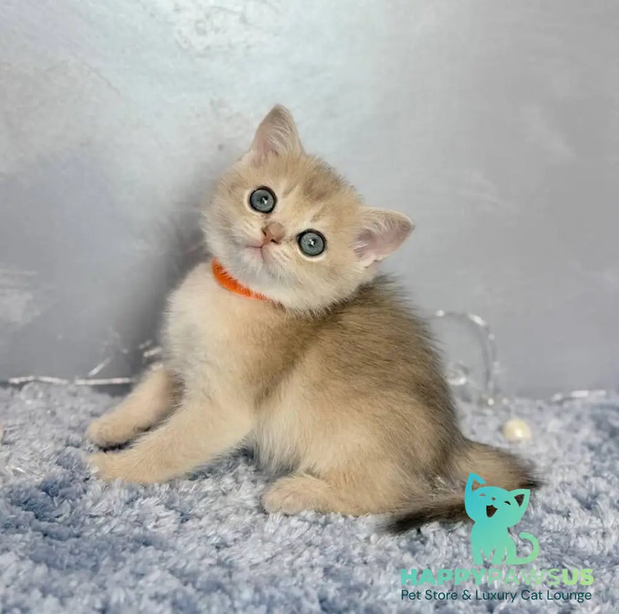 Eley Scottish Straight male blue golden shaded - live animals