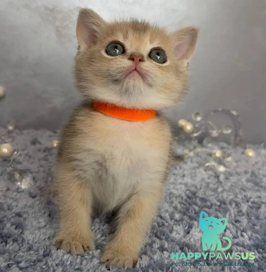 Eley Scottish Straight male blue golden shaded - live animals