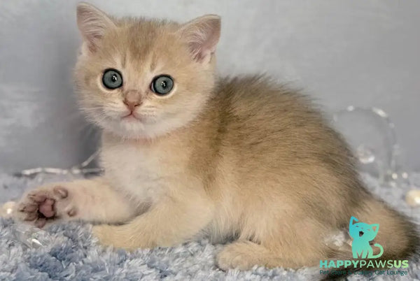 Eley Scottish Straight male blue golden shaded - live animals