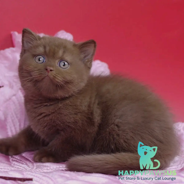 Elf British Shorthair male cinnamon - live animals
