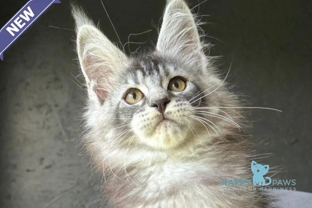 Elf Maine Coon male black silver ticked tabby live animals