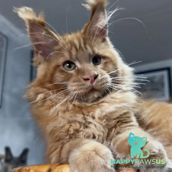 Elf Maine Coon male red - live animals