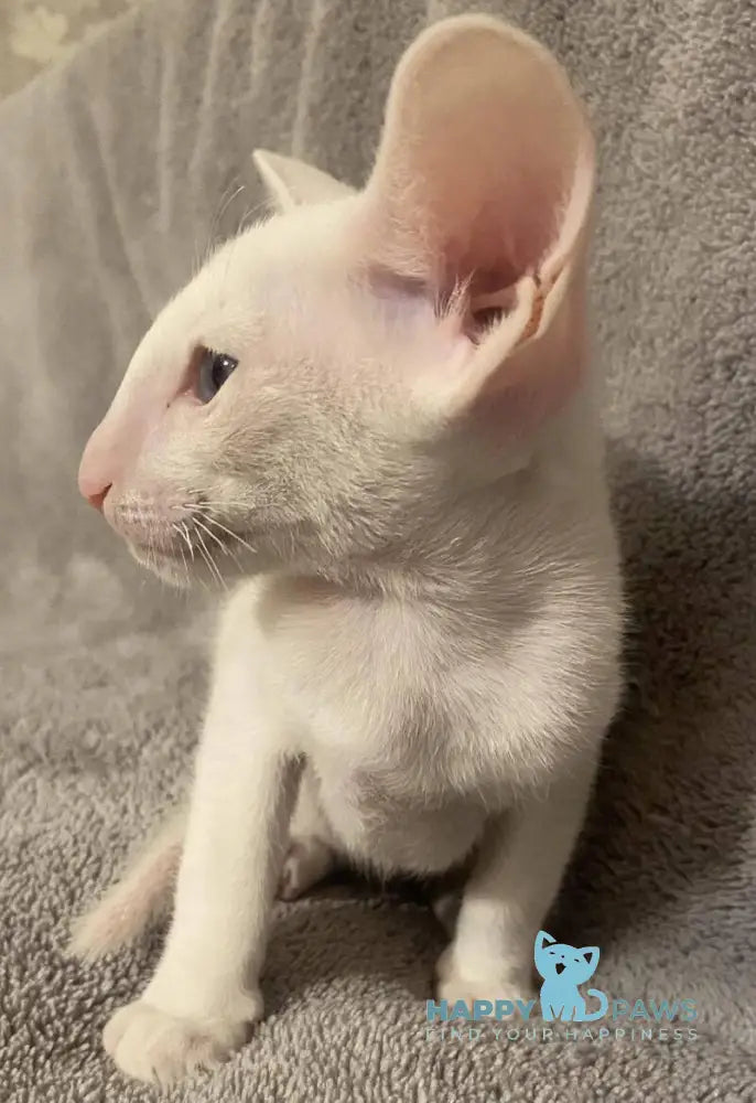 Elf Oriental Shorthair male white live animals