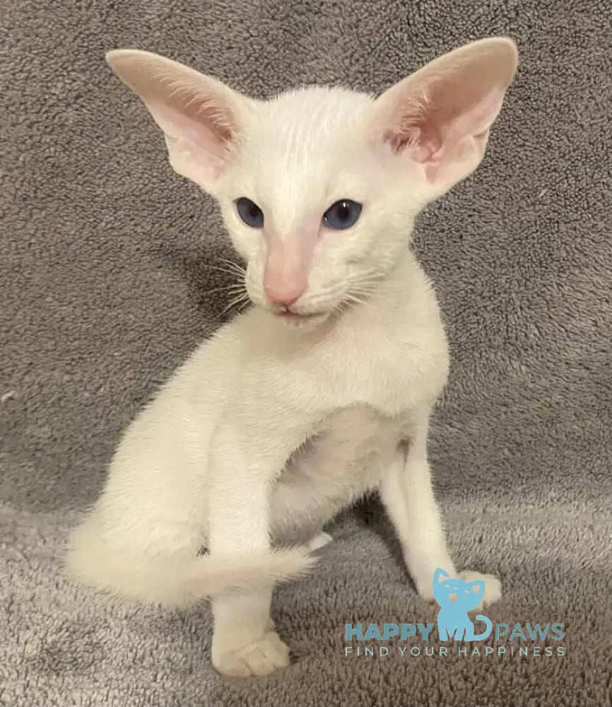 Elf Oriental Shorthair male white live animals