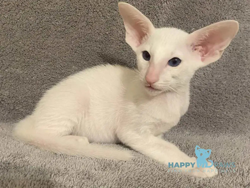 Elf Oriental Shorthair male white live animals