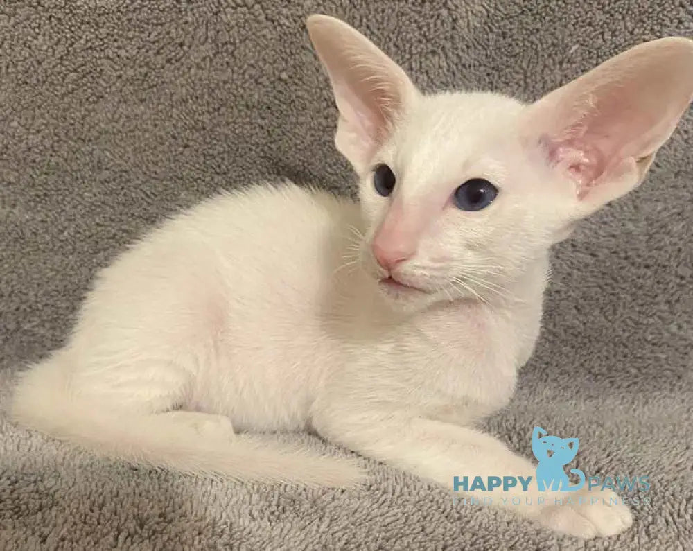 Elf Oriental Shorthair male white live animals