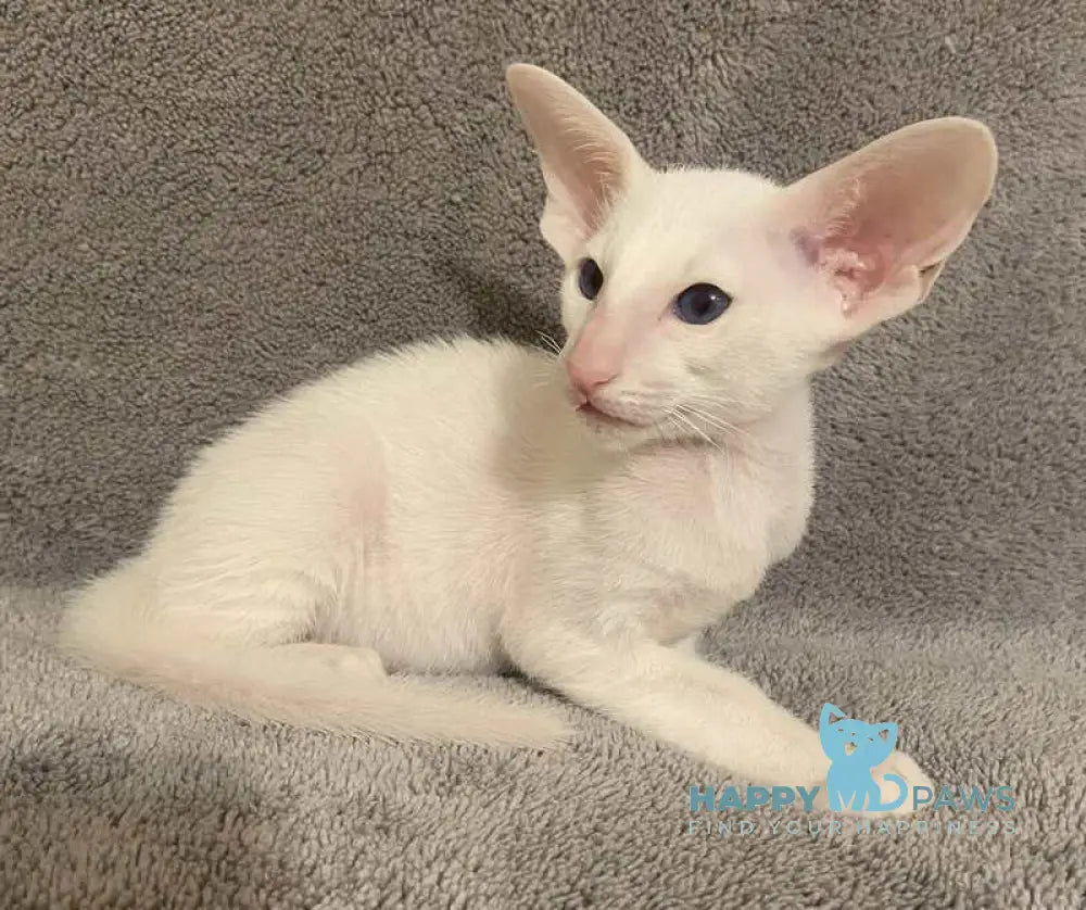 Elf Oriental Shorthair male white live animals