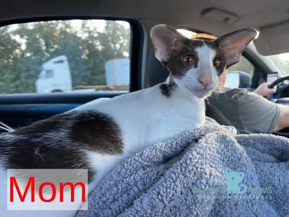 Elf Oriental Shorthair male white live animals