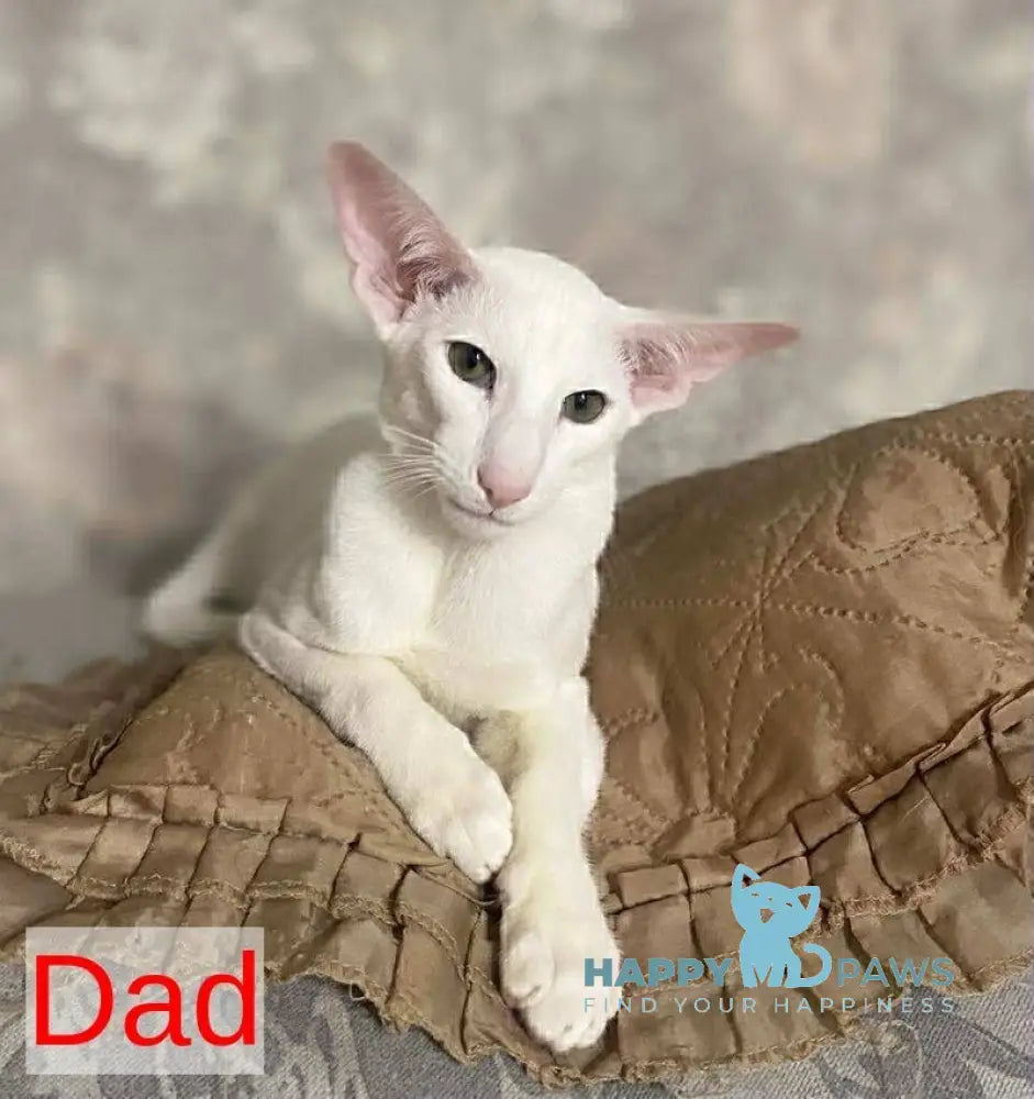 Elf Oriental Shorthair male white live animals