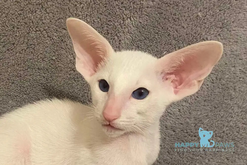 Elf Oriental Shorthair male white live animals