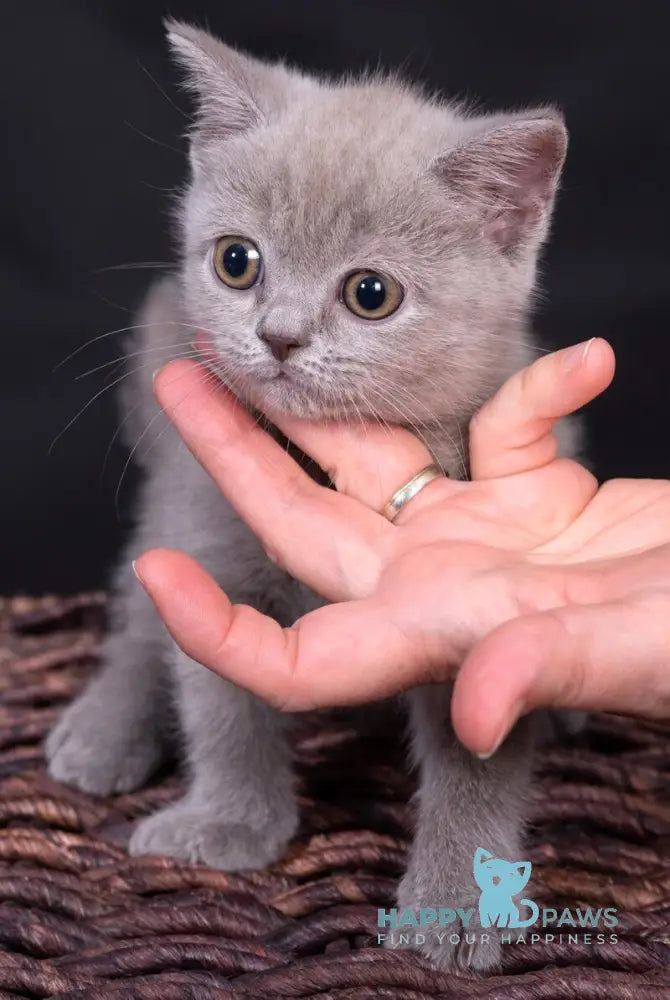 Elfi Scottish Straight female lilac live animals