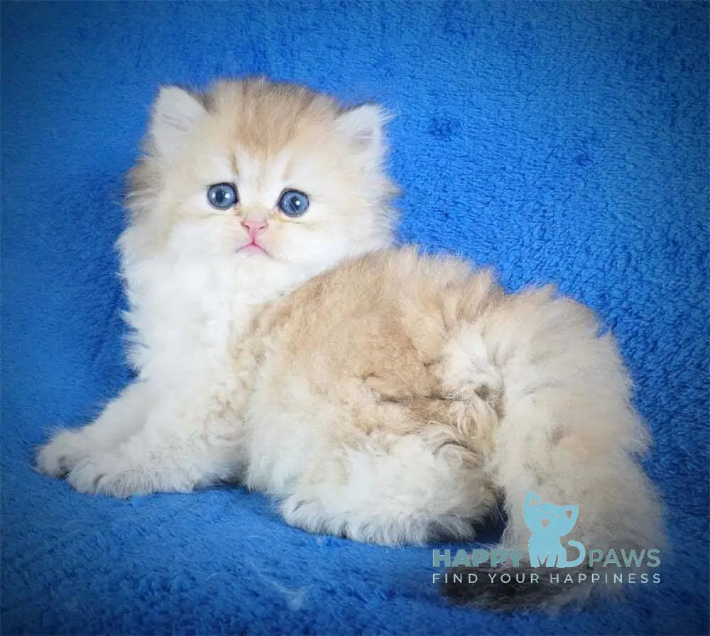 Elfik British Longhair male black golden shaded live animals