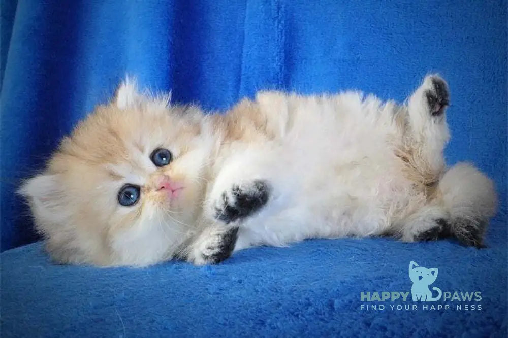Elfik British Longhair male black golden shaded live animals