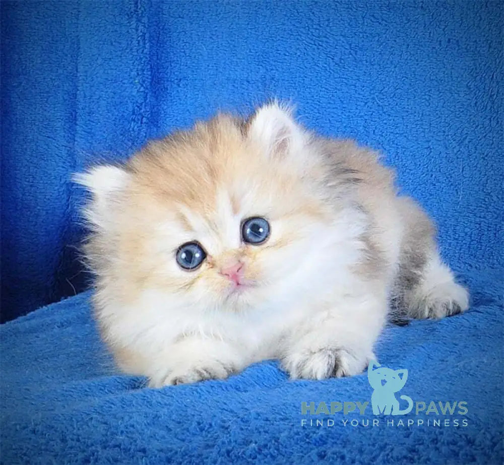 Elfik British Longhair male black golden shaded live animals